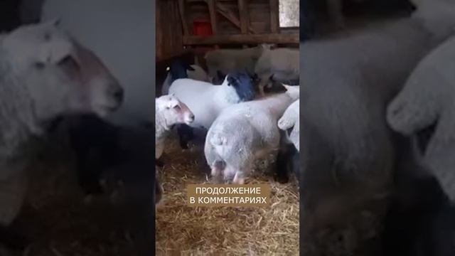 Племенные бараны Суффолк уже в России! смотреть онлайн