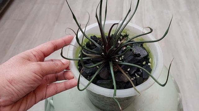 Alocasia Flying squid #ปลาหมึก смотреть онлайн