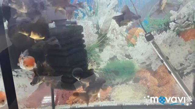 золотые рыбки продажа,содержание в новосибирске смотреть онлайн