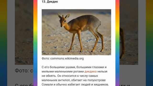 Самые Милые Животные в Мире смотреть онлайн