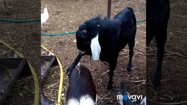 Сколько дают козы молока, осенью.... смотреть онлайн