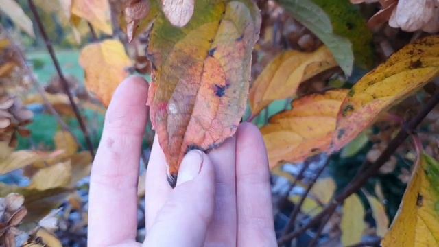 Осенний сад. Как меняются гортензии, хвойники и кустарники / фрайз мельба, лайм лайт, распбери пинк смотреть онлайн