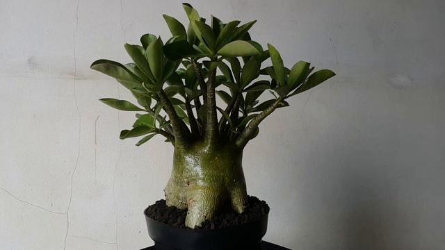 Arabikum hibrid смотреть онлайн