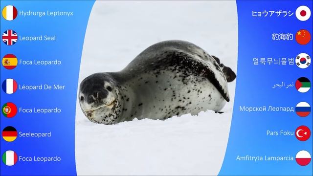 Aquatic Sounds: Leopard Seal смотреть онлайн
