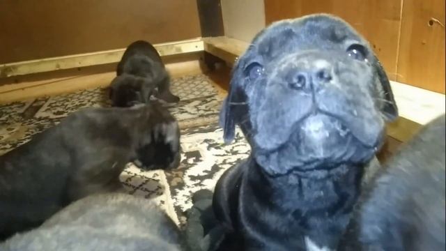 Atilla&Zavulon - puppies, first month/Атилла&Завулон - щенки, первый месяц смотреть онлайн