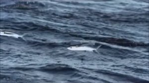 Дидюля   День прошёл и назад не придёт никогда