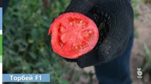 Обзор розовоплодного томата Торбей F1 для открытого грунта