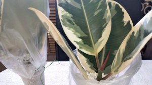 Комнатные цветы. Фикус тинеке. Обрезка и укоренение.