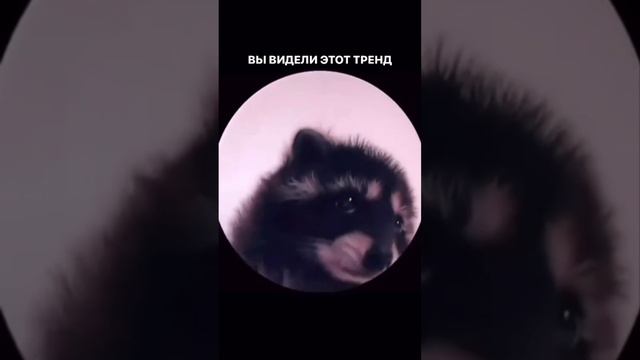 Енот тренд ”ПедроДэнс” смотреть онлайн