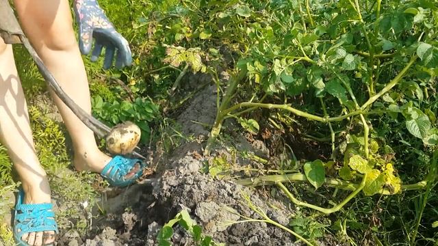 ⚠ Что вырастет, если посадить картошку из магазина? Какой урожай картофеля с одного куста? смотреть онлайн