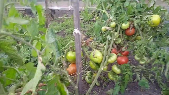 Томат Корнеевский. смотреть онлайн