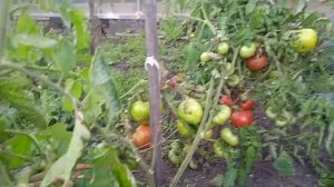 Томат Корнеевский.