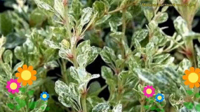 Барбарис тунберга Сильвер Пиллар. Краткий обзор, описание berberis thunbergii Silver Pillar смотреть онлайн