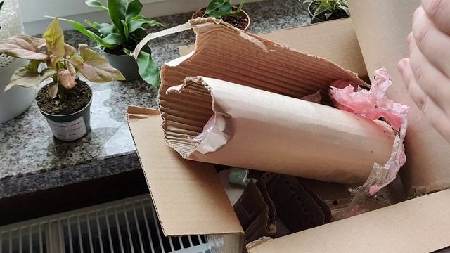 Розпаковка кімнатних рослин/распаковка комнатных растений.? смотреть онлайн