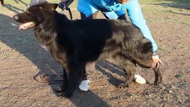 Описание ринга рабочих сук д/ш 20.03.16 Шишкина Т. смотреть онлайн