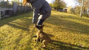 239. Дрессировка щенка МАЛИНУА. Воспитание бельгийской овчарки