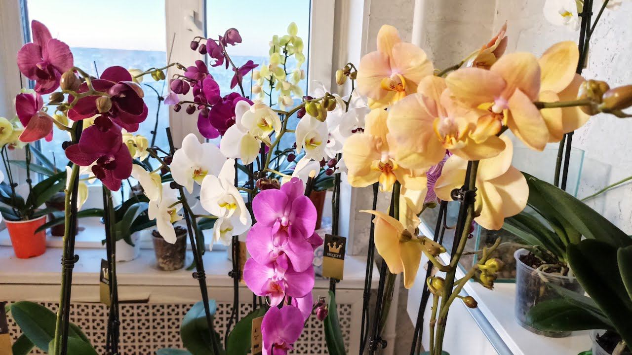 ПОСТАВКА ОРХИДЕЙ ИЗ ГОЛЛАНДИИ / Ценообразование, качество и недоверие смотреть онлайн