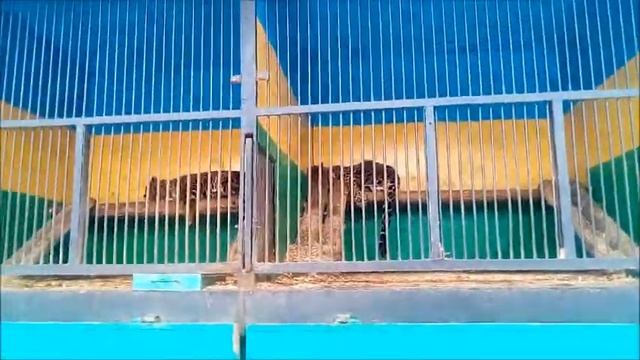 Алиса в зоопарке. смотрим львов, тигров и остальных кошачьих смотреть онлайн
