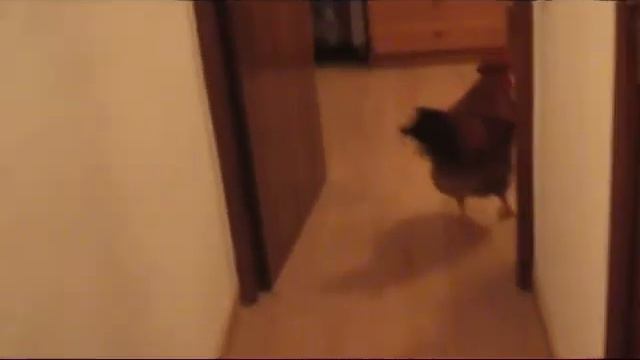 Как Феникс спать укладывается. смотреть онлайн