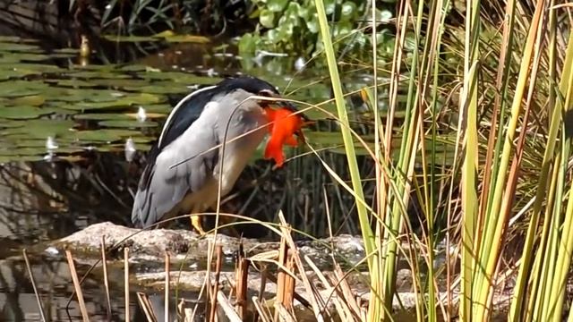 Цапля поймала рыбу смотреть онлайн