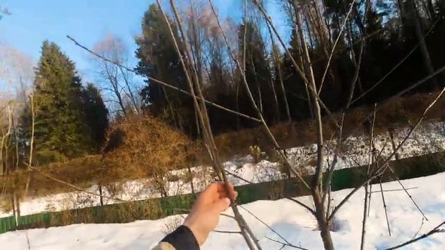 Особенности весенней обрезки ЧЕРЕШНИ в Севере Западном регионе! Сорт "Памяти Астахова". Трёхлетка смотреть онлайн