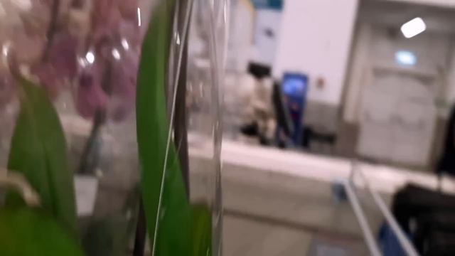 ЭАВОЗ ОРХИДЕЙ В ЛЕРУА МЕРЛЕН /21.06.22/ смотреть онлайн