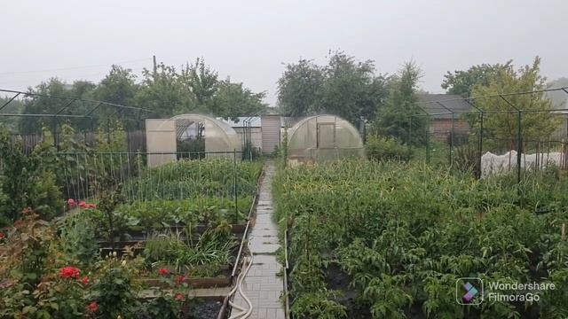 103. Июль принес ливень. Розы подкормил..mp4 смотреть онлайн