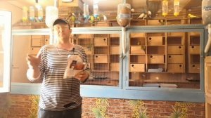 Разведение волнистых попугаев.Кормить только так!