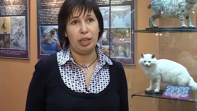 Год кота и кролика смотреть онлайн