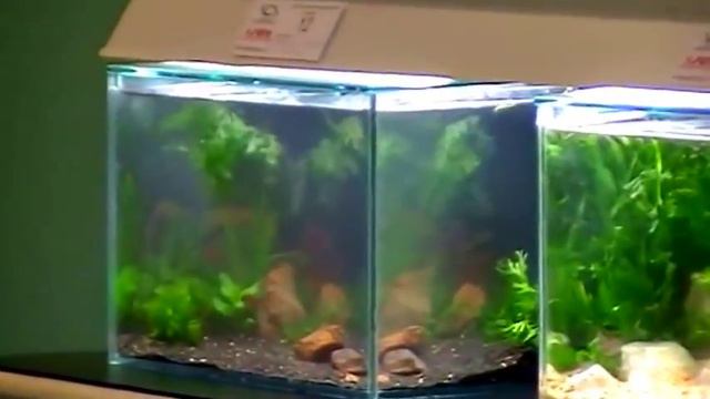 Экспозиция аквариумной выставки. Tropical Fish. смотреть онлайн