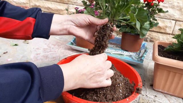 Sardunyalar Uzun ömürlü Olması Için Yapılması Gereken....Seradan Aldığım Sardunyaların Dikimi 🌱