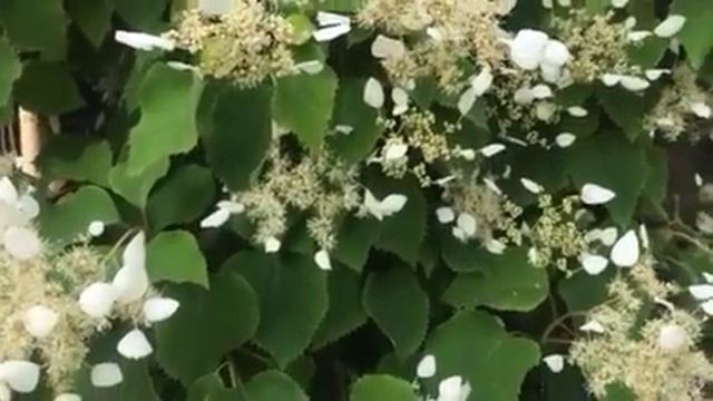 Honey bees in hydrangea summer 2107 смотреть онлайн