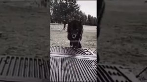 Подборка видео про собак из Тик Тока #1