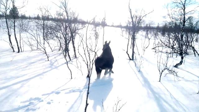 Домашний Лось и снегоход BRP Summit 800 кто кого ? смотреть онлайн