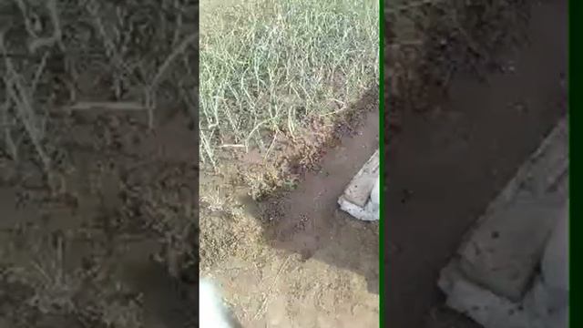 В Огороде поливаю смотреть онлайн