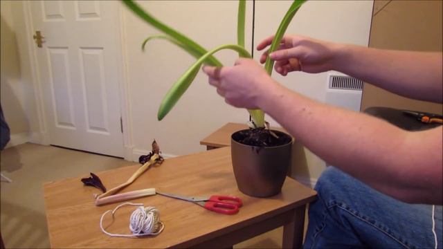 Amaryllis Care, After Flowering смотреть онлайн