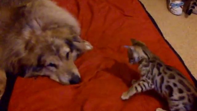 Бенгал против собаки