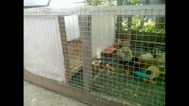 Утки. Cкрестили башкирцев с пекинками. Что получилось? смотреть онлайн