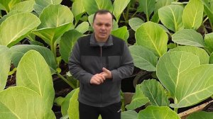 Когда сеять капусту на рассаду- точные сроки для любого региона!.mp4