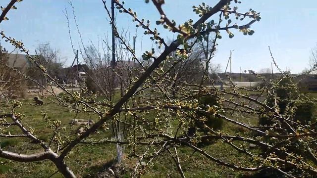 Калининград, апрель смотреть онлайн