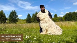 Секреты породы. Южнорусская овчарка// #приВЕТАХМЕД