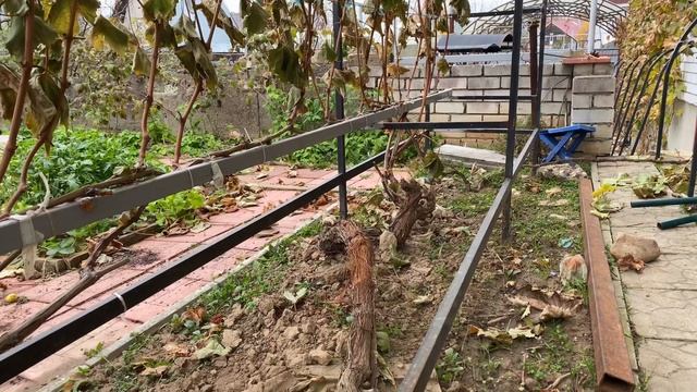 Осенняя обрезка взрослых кустов винограда. смотреть онлайн