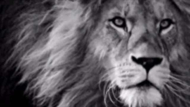 Царь зверей--(фото льва по песню)-- смотреть онлайн