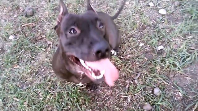 Dog soared in the bath Arm wrestling dog Funny dog Pitbull Faina смотреть онлайн