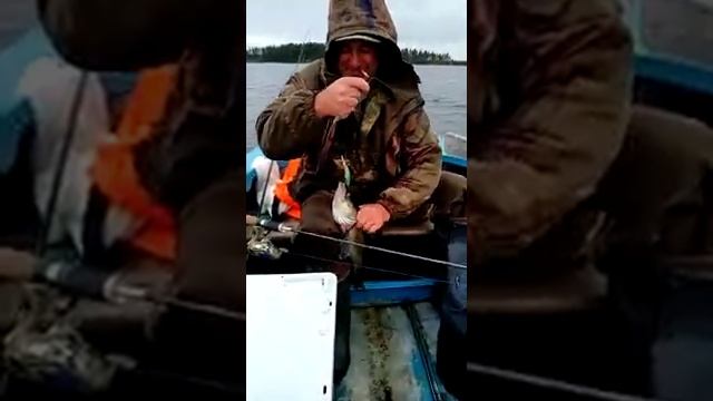Судак, Выгозеро, Карелия смотреть онлайн
