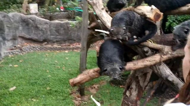 Бинтуронги смотреть онлайн