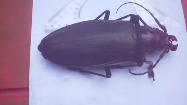 5 САМЫХ БОЛЬШИХ НАСЕКОМЫХ В МИРЕ смотреть онлайн