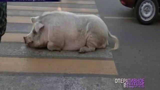 По улицам поселка Липовая гора прогулялась свинья