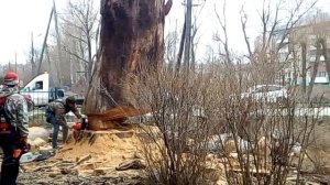 Спил большого дерева