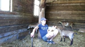 Горькое молоко у коз